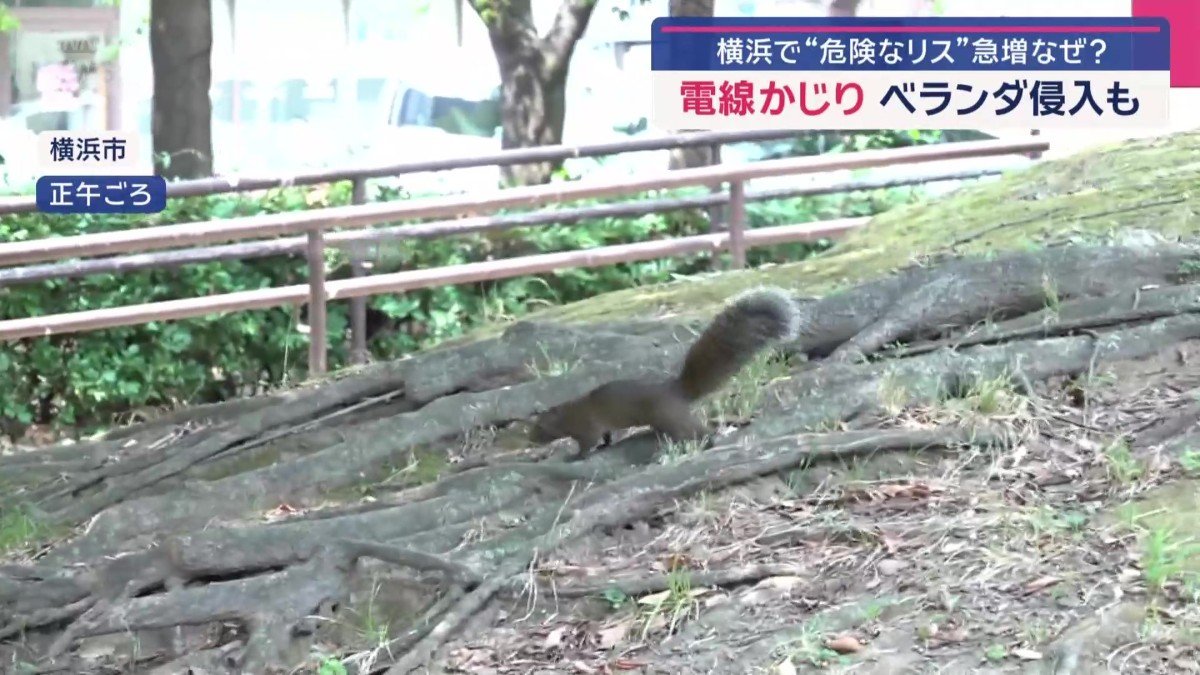 公園を縦横無尽に駆け回る動物