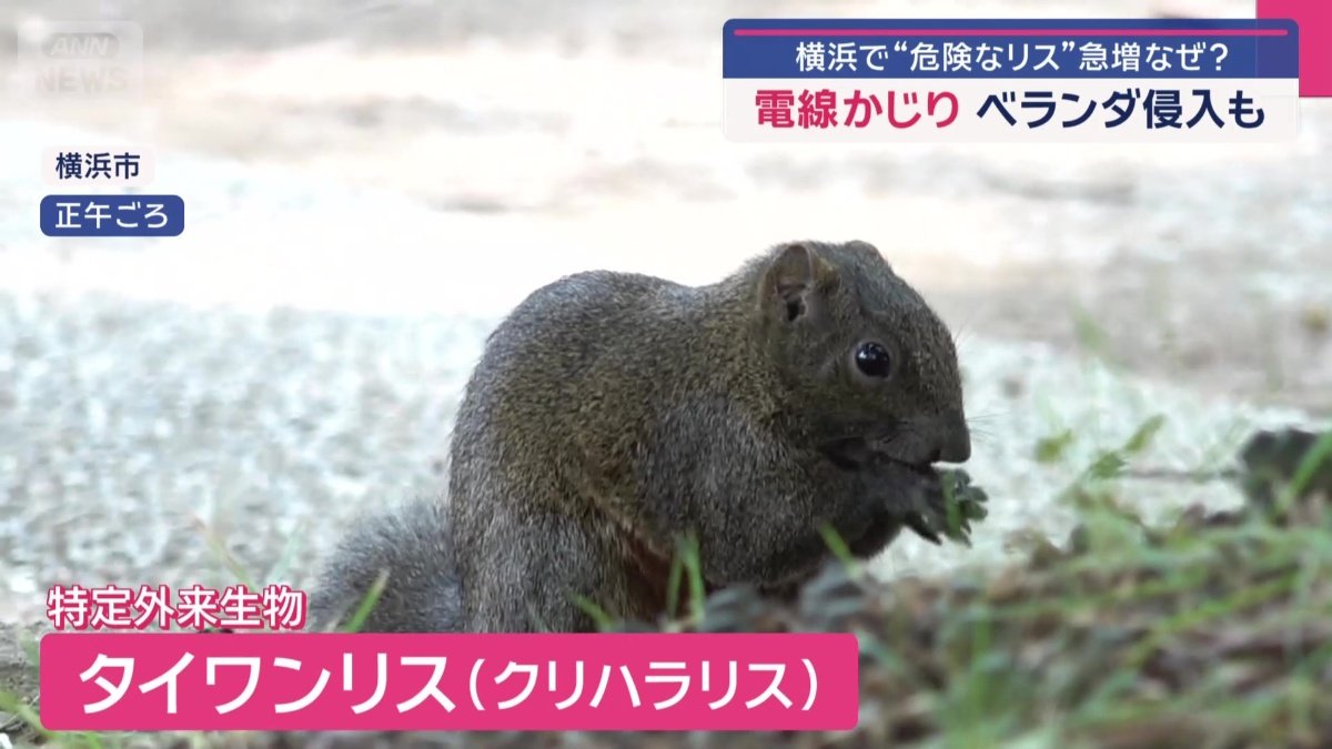 特定外来生物、通称・タイワンリス