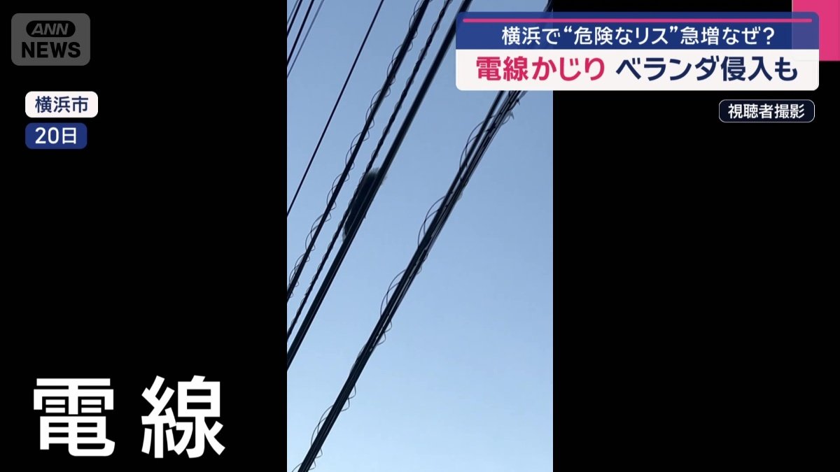 電線を伝ってどこかへ