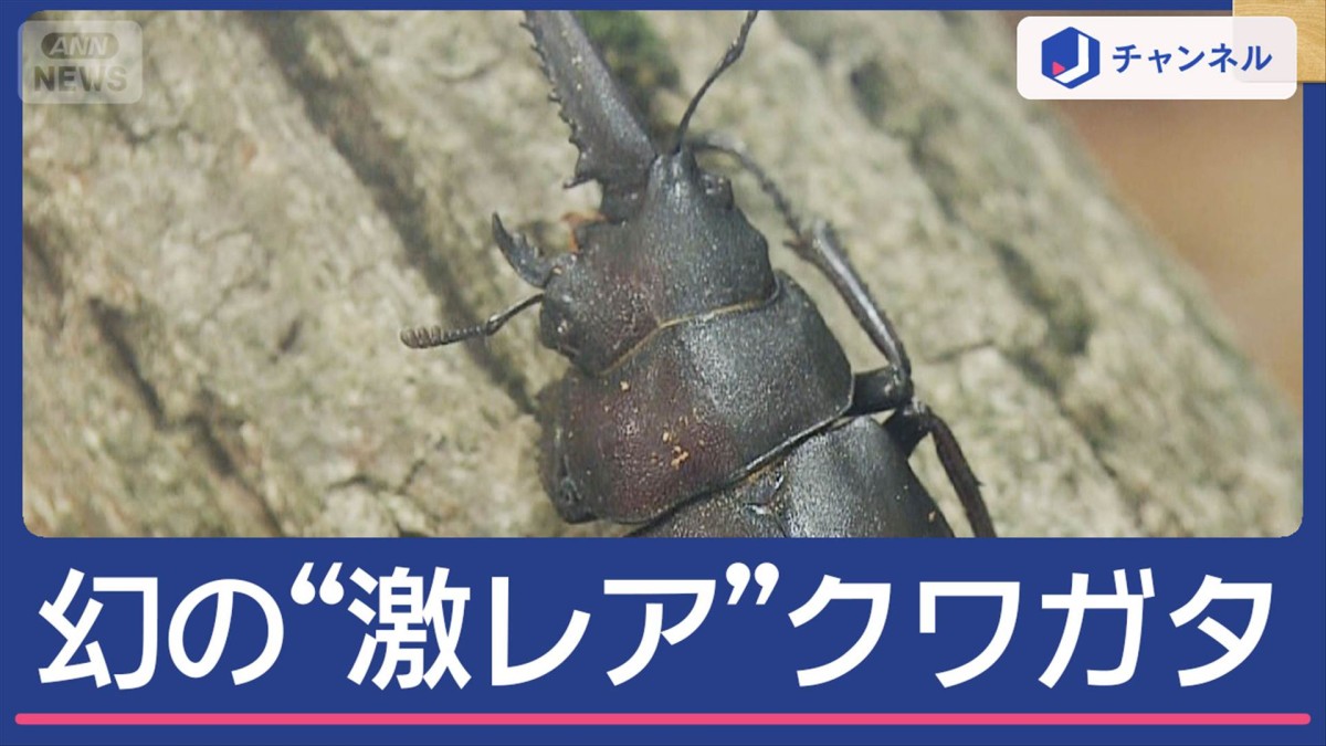 数万匹に一匹しかいない幻の“激レア”クワガタ