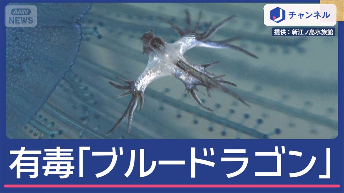 毒生物「ブルードラゴン」見つかる…海水浴場が遊泳禁止