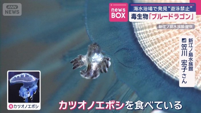 クラゲの毒針が入っているカプセルを発射されない状態で体内に取り込み、自分の武器として使う