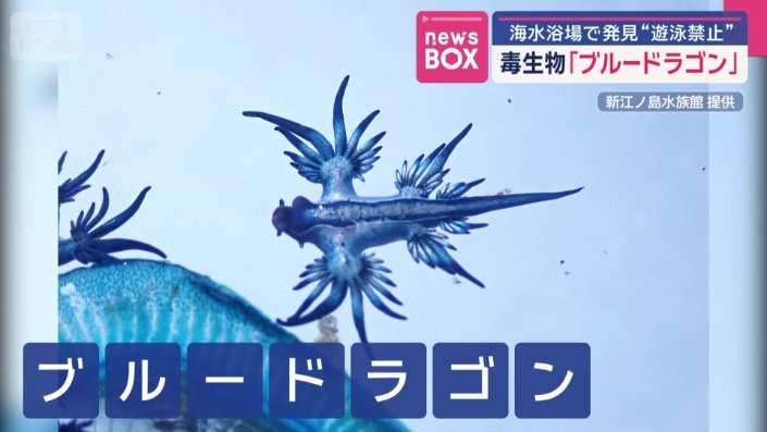 強い毒を持つ「アオミノウミウシ」