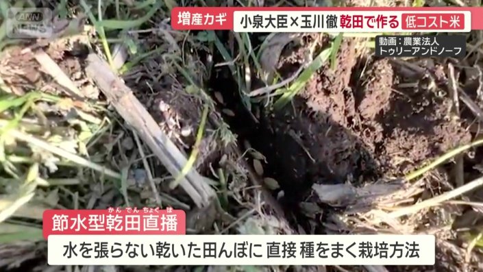 芽が出た後も水を張らない節水型乾田直播栽培