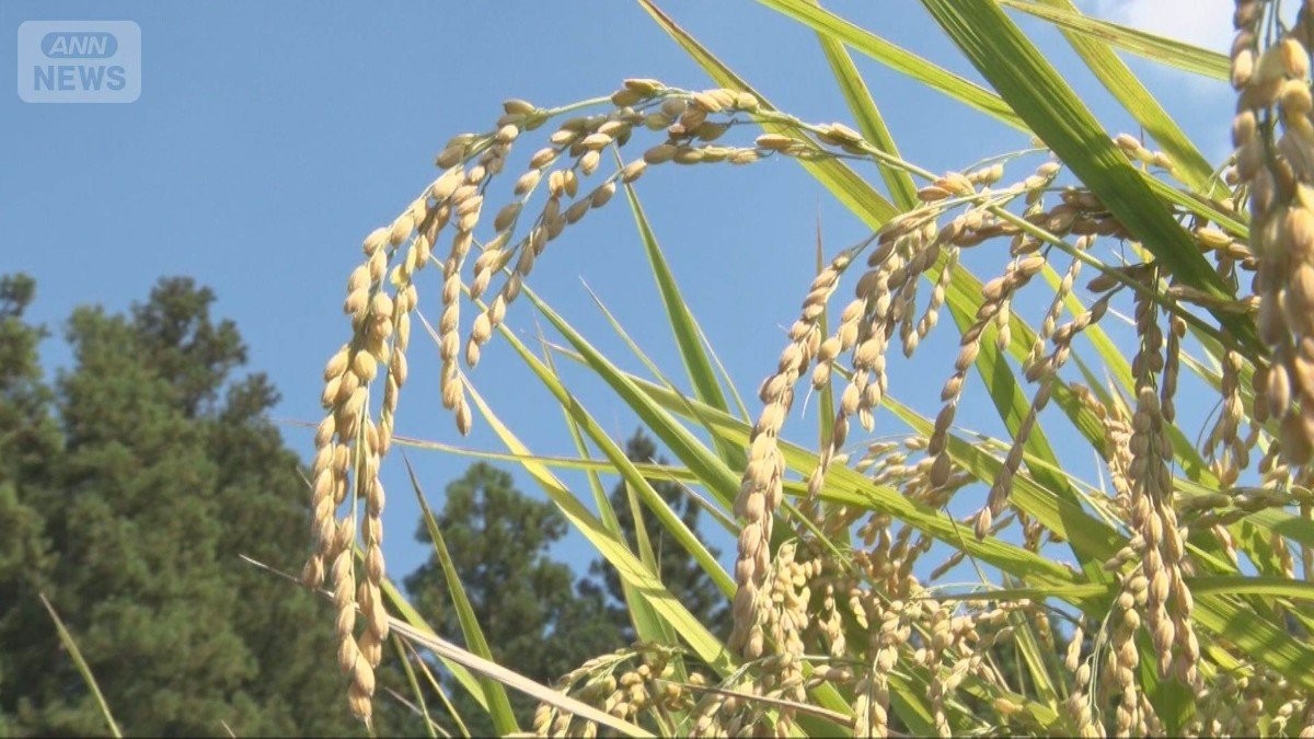 「コメ買ったことない」江藤前大臣が自民党の“農業改革”トップ就任　コメ増産は？