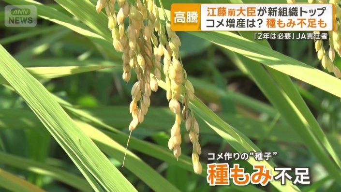コメ作りの“種子”として使われる種もみが不足