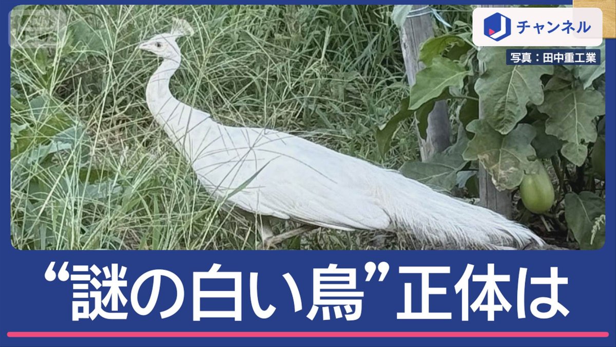 ナス畑に“謎の白い鳥”「かなり大きい」その正体は？