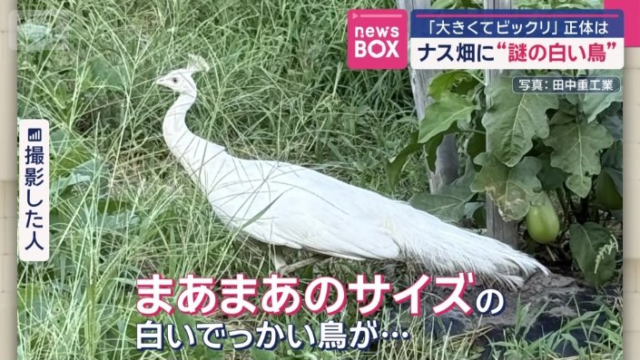 大阪府内のナス畑に…