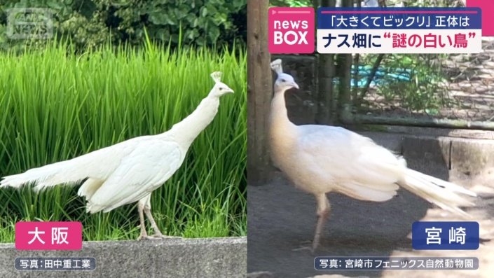 宮崎市の動物園にも