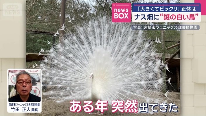 原産地はインドやスリランカ