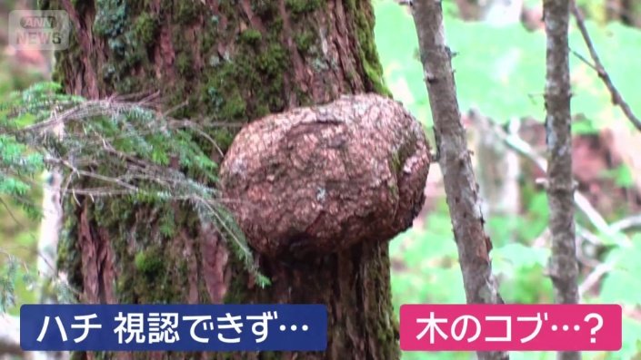木のコブ？