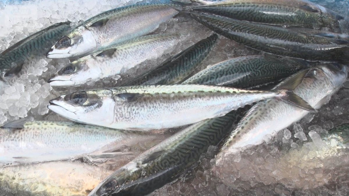 旬のゴマサバが豊漁、値段は昨年の半額　大振りサイズで食べごたえあり