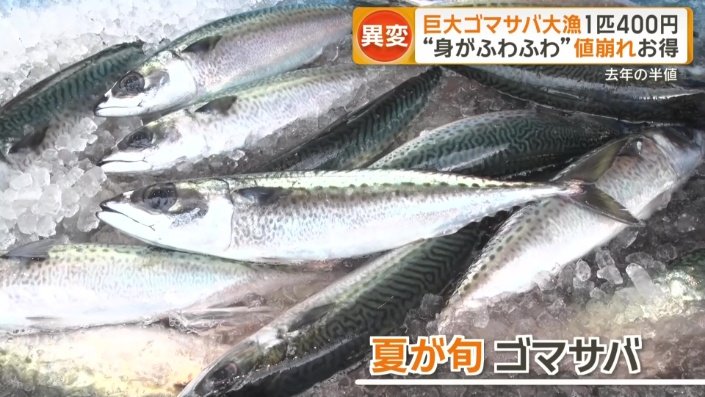 夏が旬のゴマサバ