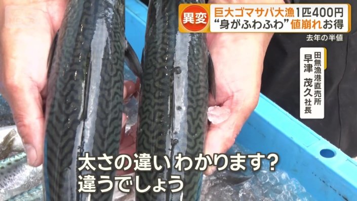 「太いほうがやっぱり脂がのっている」