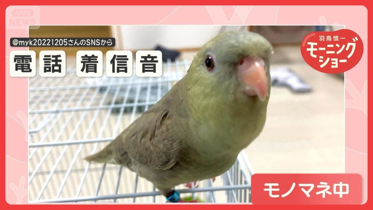 「だまされちゃうクオリティー」　達人！！いや達鳥！？モノマネ上手すぎなインコさん