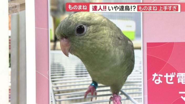 サザナミインコのミルくん（1）