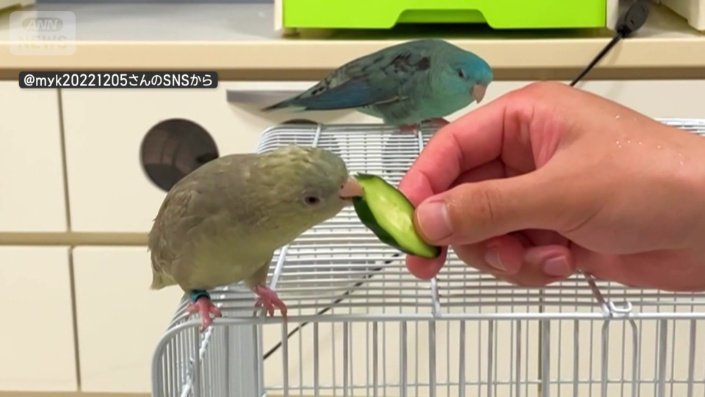 おやつのきゅうりを食べるインコ