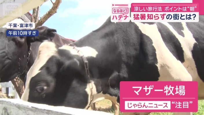 「マザー牧場」