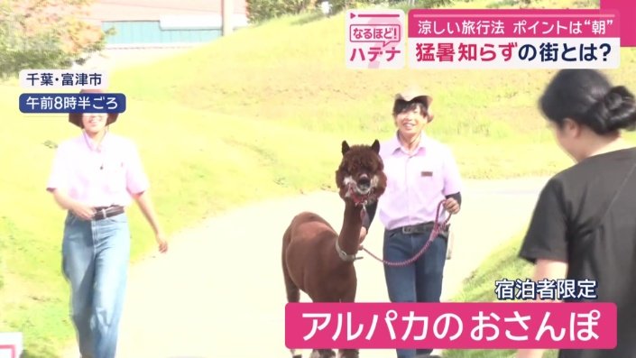 アルパカとの触れ合い体験や、貴重なお散歩シーンを見ることができる