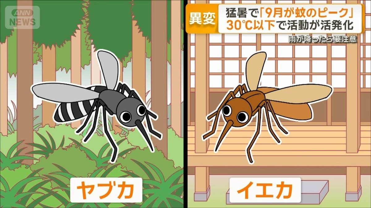 猛暑で異変　蚊のピークはこれから　30℃以下で活発化、雨降ったら要注意