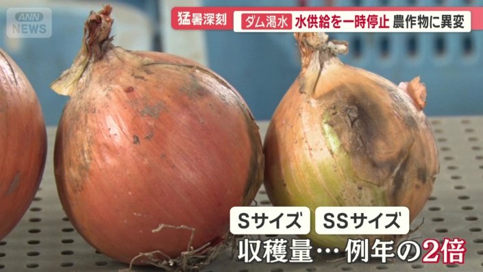 収穫したタマネギはサイズによって分けられるが…