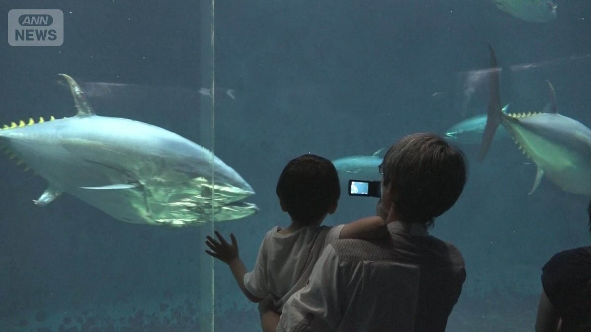 巨大マグロ水槽どうなる？葛西臨海水族園リニューアルへ　世界初のクロマグロ群泳展示