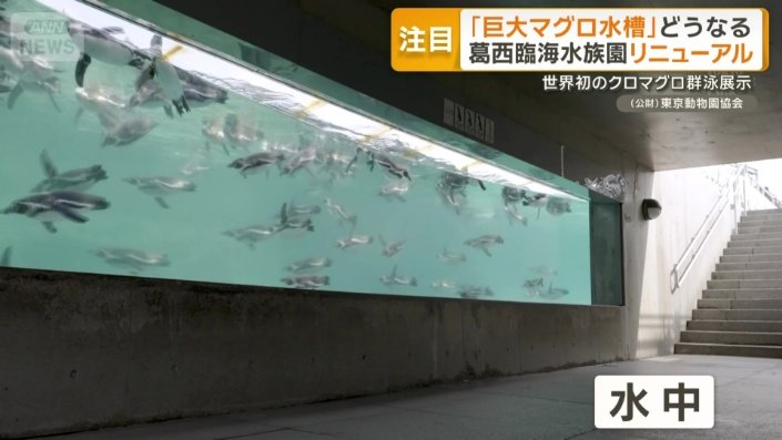 陸上と水中の両方から見られるペンギン