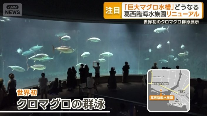世界初のクロマグロ群泳