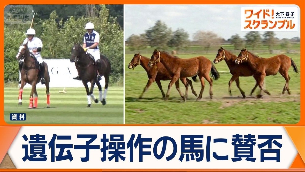 遺伝子操作された馬に賛否　アルゼンチンで世界初　英王室ゆかり乗馬競技「ポロ」目的