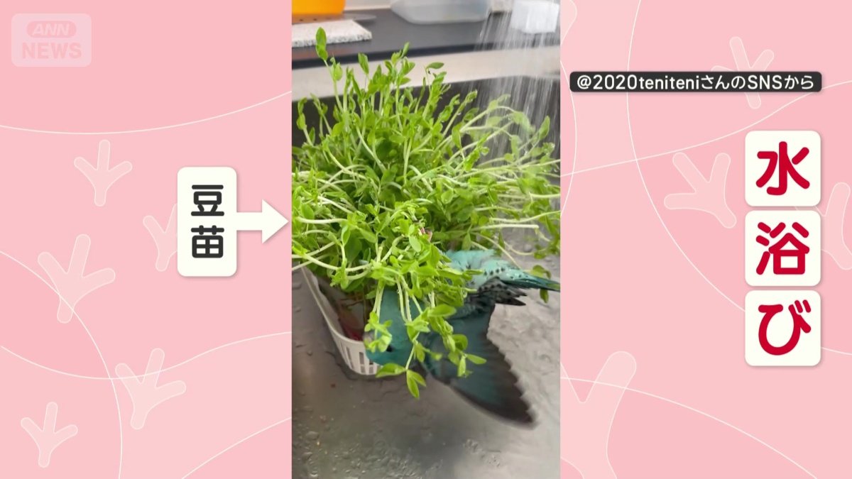 豆苗にぶら下がって水浴び