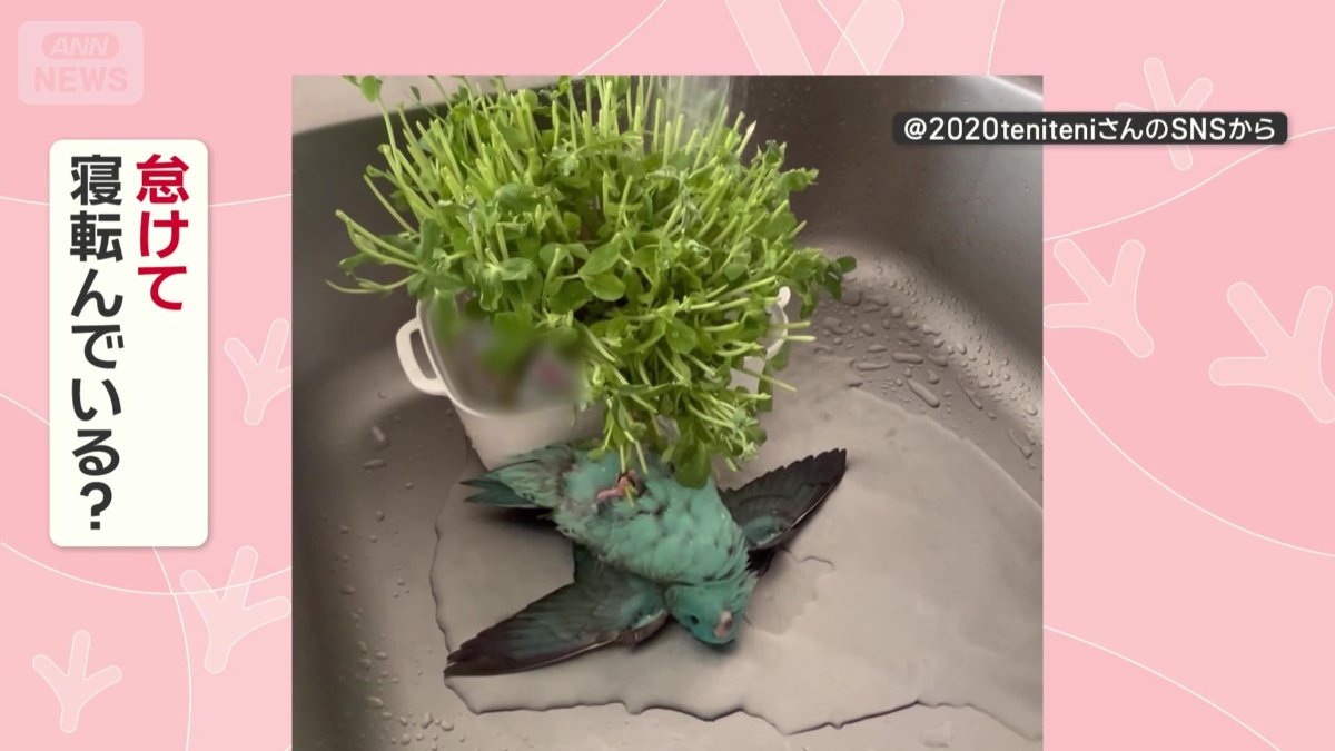 怠けて寝転んでいる？