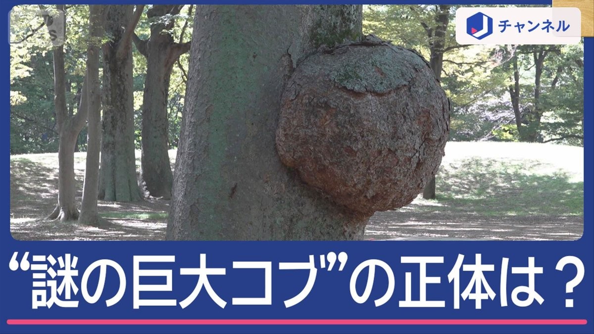 代々木公園の木に“謎の巨大コブ”