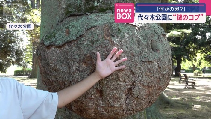 手のひらと比べても、この大きさ