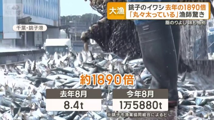 季節外れのイワシ豊漁