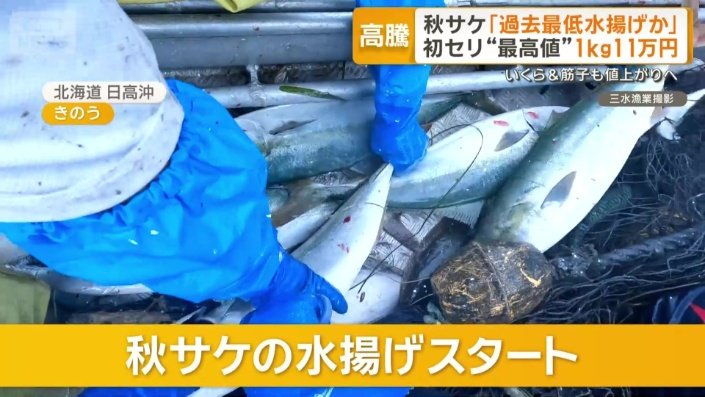 秋サケの水揚げスタート