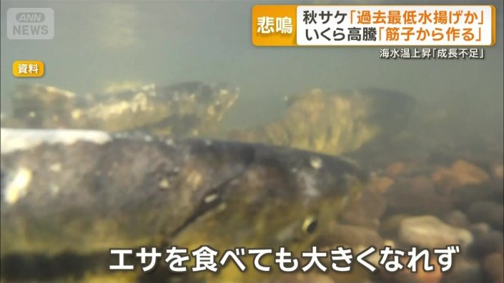 エサを食べても大きくなれず