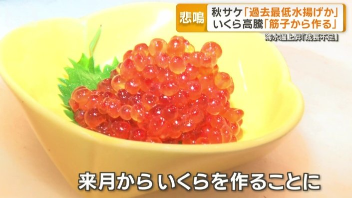 来月から筋子を買ってイクラを作ることに