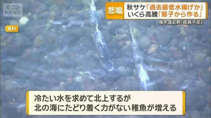 北の海にたどり着く力がない稚魚が増加