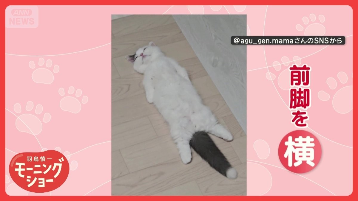 「ま〜〜〜っすぐ寝るニャン」独特！　人間のように寝るネコちゃん　なぜまっすぐ？