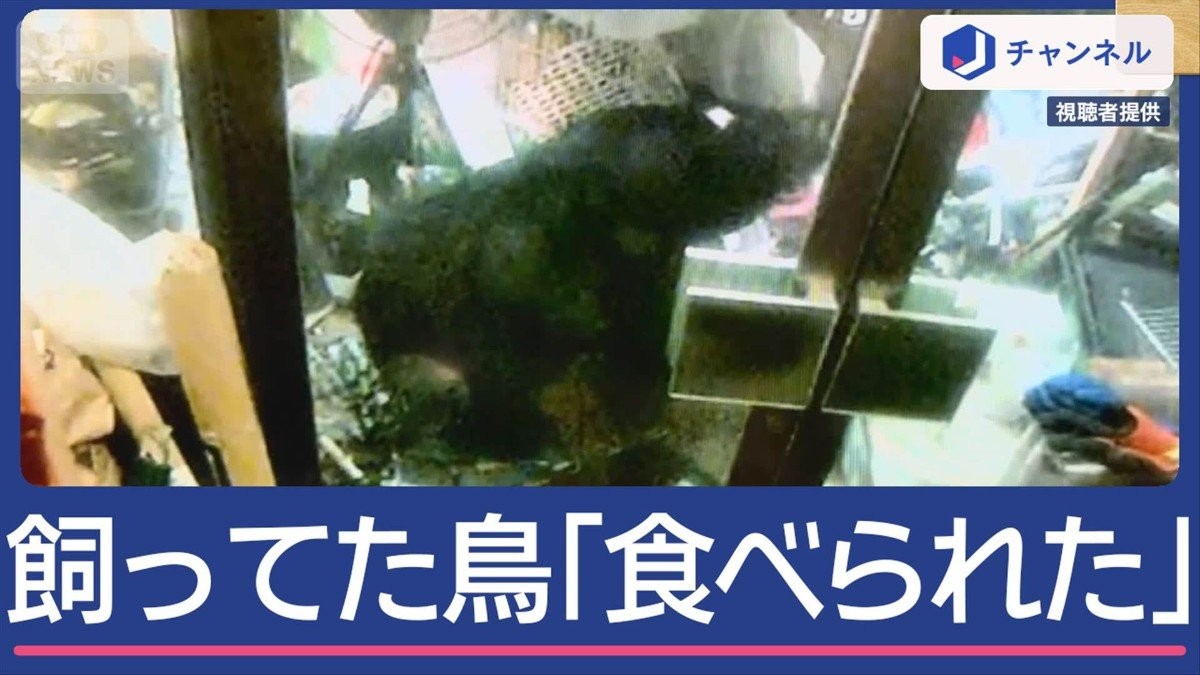 自宅敷地内にクマ侵入　飼っていた鳥「食べられた」