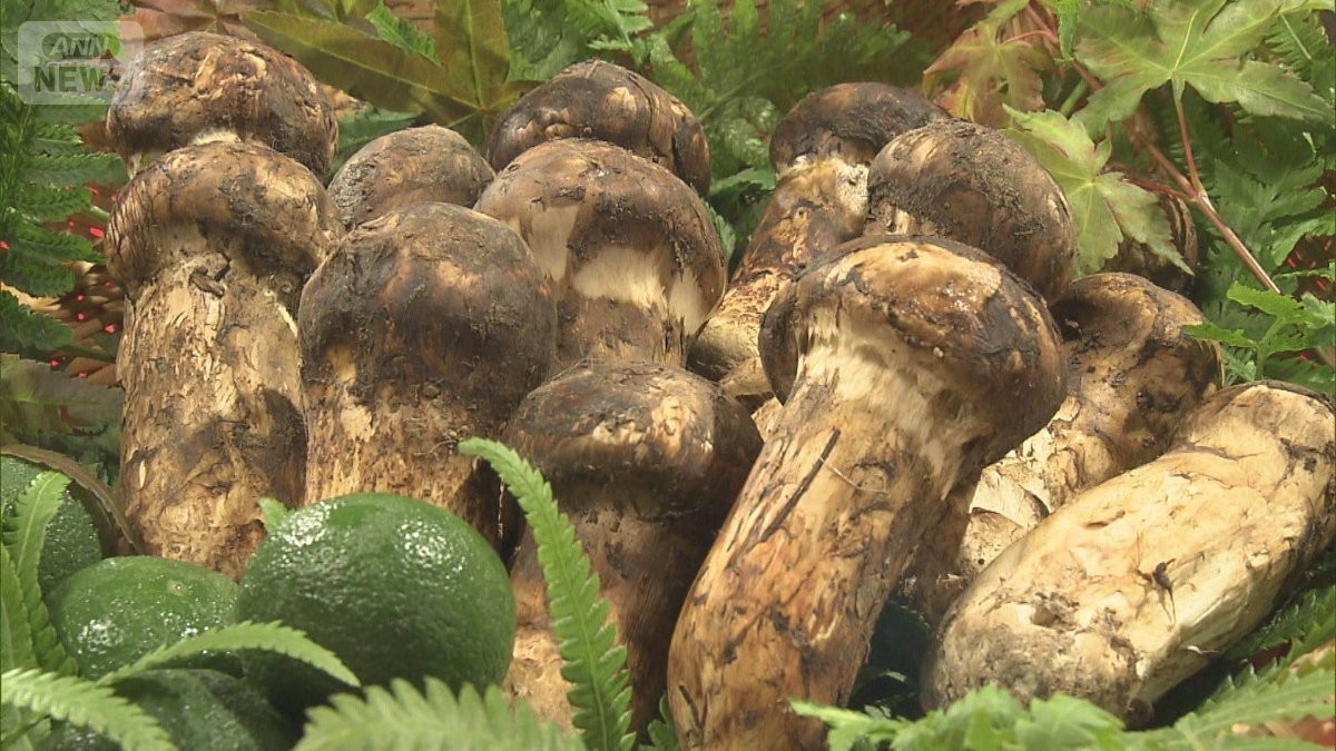 マツタケ今後の雨で豊作も　猛暑でまだ採れず　菌糸繁殖か環境整う　クマには注意