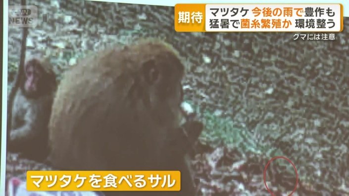 マツタケを食べるサル