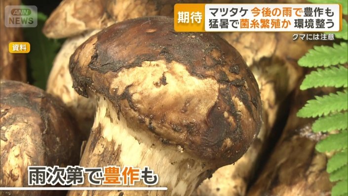 今後の雨次第では豊作になる可能性も