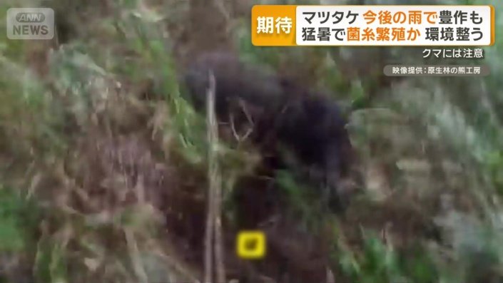 人を襲うクマ