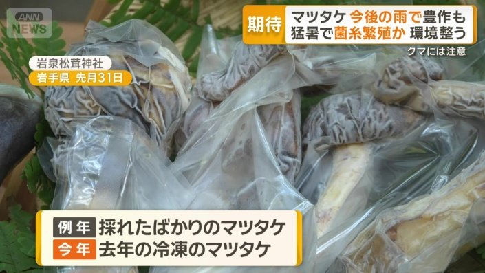 今年納められた去年採れた冷凍のマツタケ