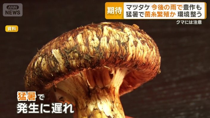 猛暑の影響でマツタケ発生遅れ