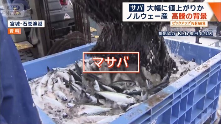 秋から冬にかけてが旬とされるマサバ