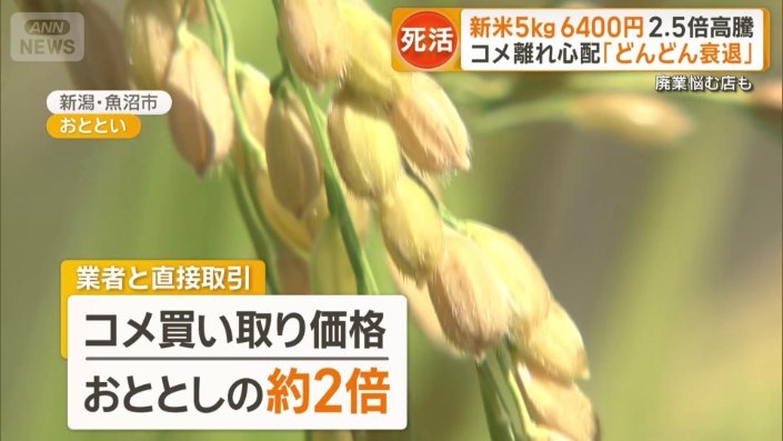 コメ買い取り価格はおととしの約2倍