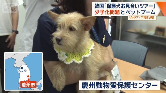 政府主催の「保護犬お見合いツアー」