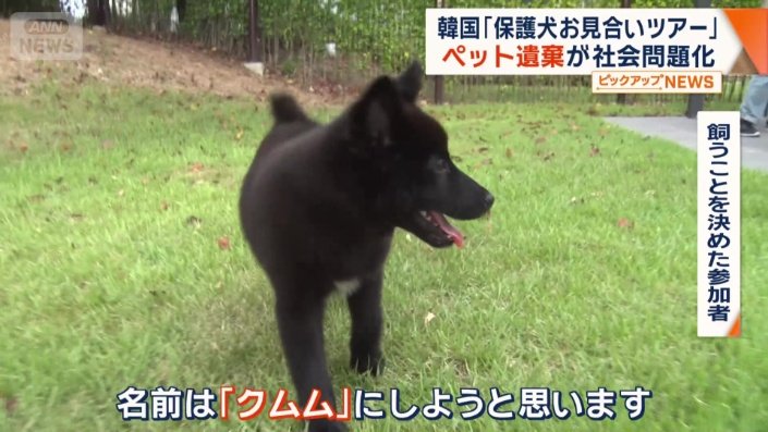 保護犬を飼うことを決めた参加者